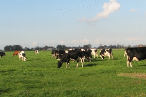 Haarlemmermeer en Haarlemmerliede & Spaarnwoude